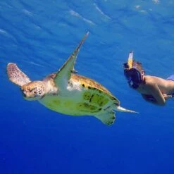 Aria QR+ Full Face Snorkeling Mask With Camera Holder -Aqualung Sale ocean reef aria qr full face snorkeling mask with camera holder 2